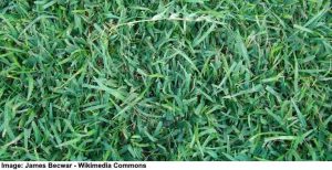 The Best Types Of Grass For Florida Lawns Pictures Identification