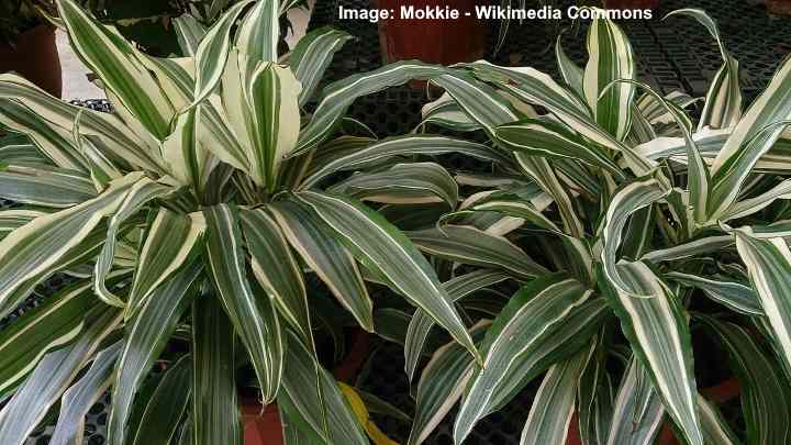 A Guide To Types Of Dracaena House Plant Plants For All Seasons