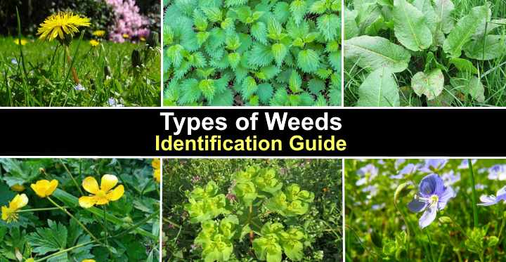 Types Of Weeds With Pictures Identification Guide