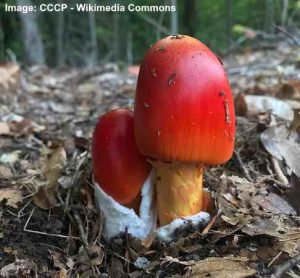 Types Of Red Mushrooms With Pictures Identification Guide