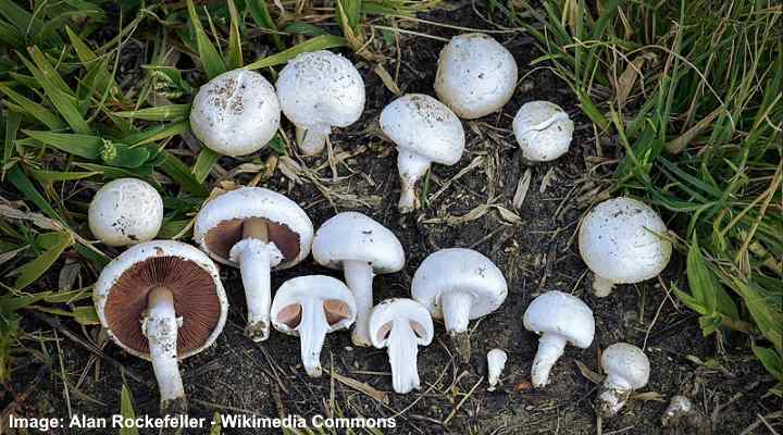 16 Types Of Yard Mushrooms With Pictures Identification Guide