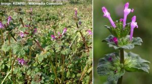 Types Of Purple Weeds In Grass Identification Guide With Pictures