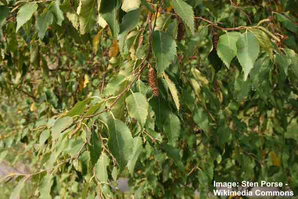 Types Of Birch Tree Leaves Identification Guide With Pictures