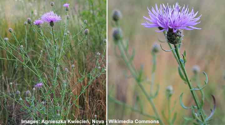 Purple Flowering Weeds With Pictures Identification Guide