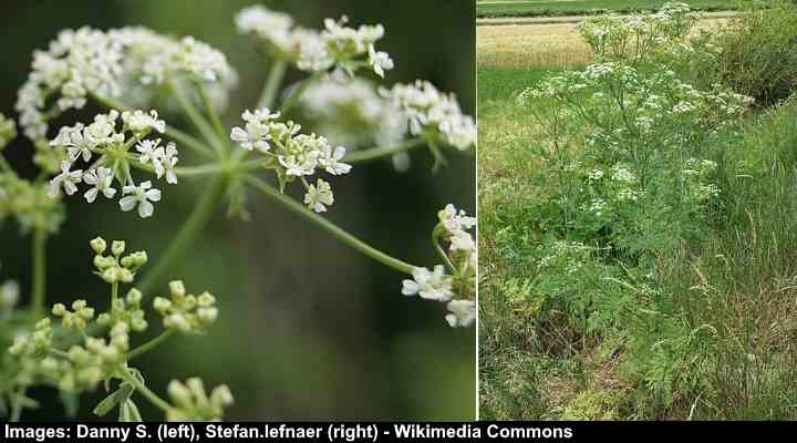 White Flowering Weeds With Pictures Identification Guide