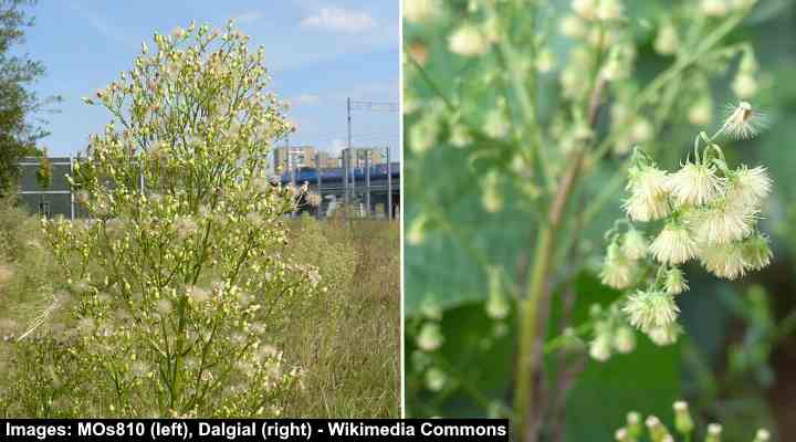 35 White Flowering Weeds With Pictures Identification Guide