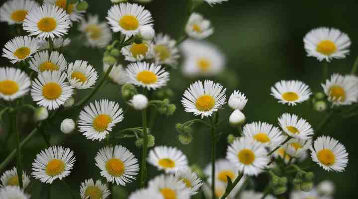 35 White Flowering Weeds With Pictures Identification Guide