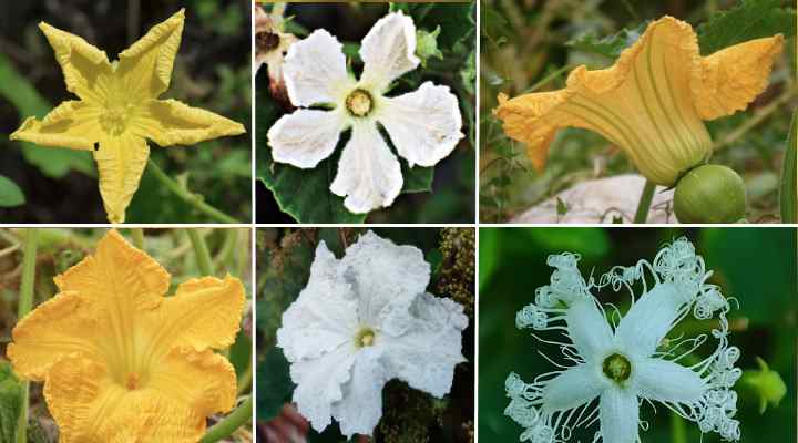 Types Of Gourds With Pictures And Identification Chart