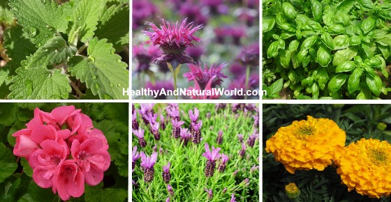 Best Plants To Keep Mosquitoes Away