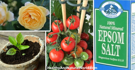The Best Uses For Epsom Salt In Your Garden