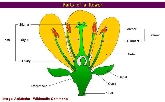 Parts Of Flower And Plant Pistil Sepal Stamen And More Diagrams Included