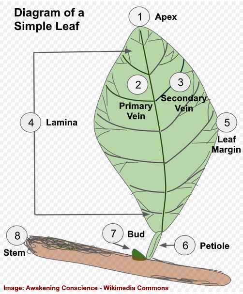 Leaf Structure Diagram