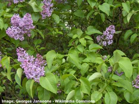 Lilac Bush: Facts, Flowers, How to Grow It and Care Tips (With Pictures)