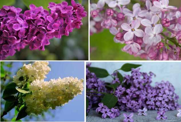 lilac tree fertilizer