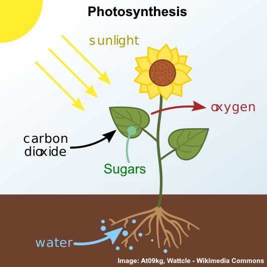 photosynthesis diagram