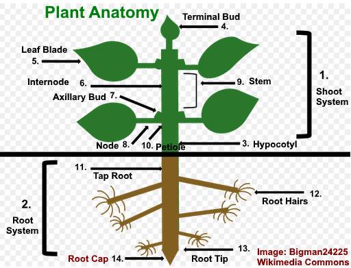 Parts of a Plant Diagram