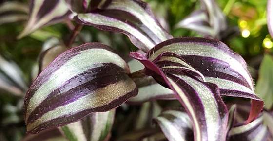 Is a wandering jew poisonous best sale to dogs