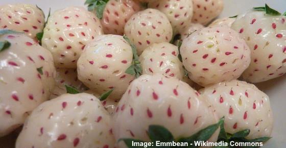 Pineberry: The White Strawberry that Tastes like Pineapple