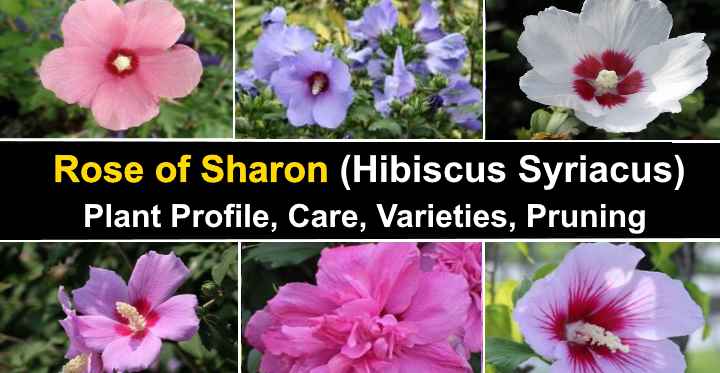 Misto Hibiscus SYRIACUS 5 semi Rosa di Sharon 