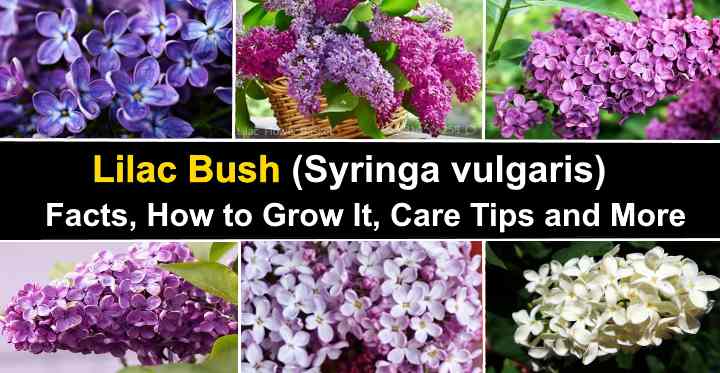 Lilac Bush Facts How To Grow It Care Tips And More,Vegan Snacks At Kroger