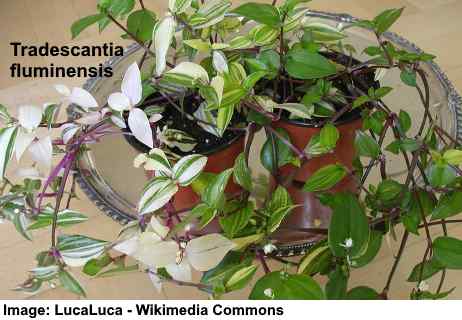 Tradescantia fluminensis (spiderwort) - Picture of wandering Jew plant with white flowers