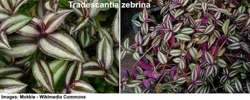 Tradescantia zebrina