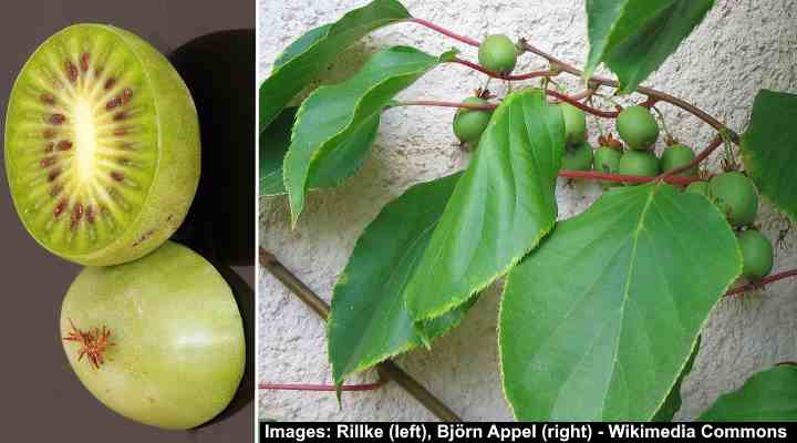 Kiwi Berries (Actinidia arguta)