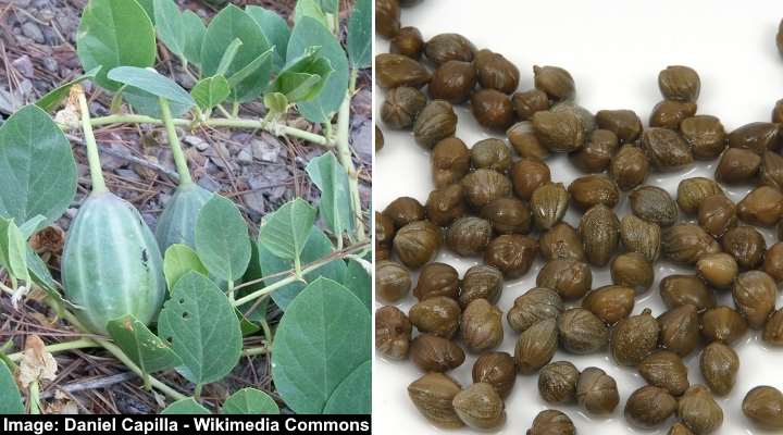 Caper berry (Capparis spinosa)