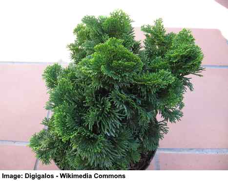Dwarf Evergreen Trees For Your Garden, Mini Pine Trees For Landscaping