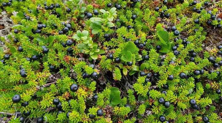 Crowberry (Empetrum nigrum)