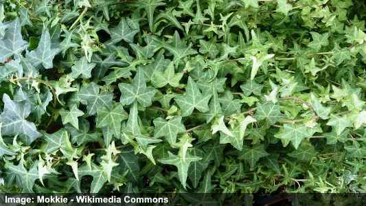 3 Common Green Trailing Ivy EVERGREEN Climbing Groundcover Plants English Rooted