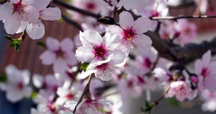 Almond tree flowers