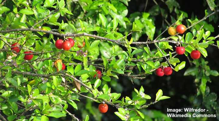 Acerola Berry (Barbados cherries) (Malpighia emarginata)