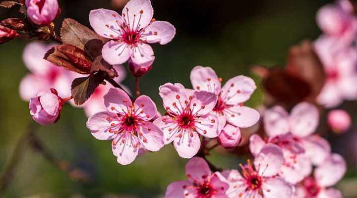 Plum tree flowers