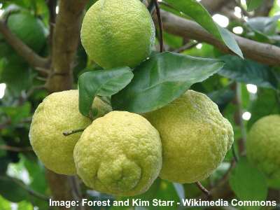 uslebne citroner Citrus jambhiri