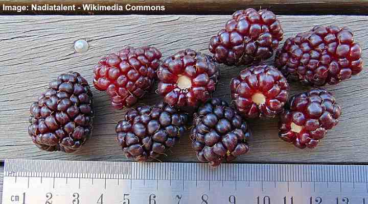 Loganberry (Rubus × loganobaccus)