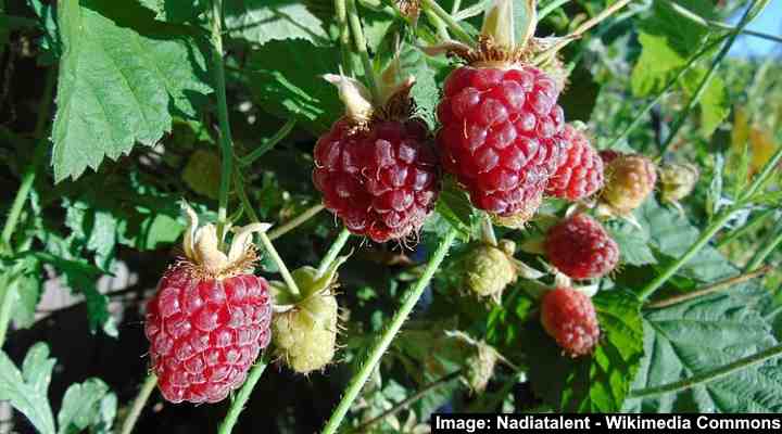 Youngberry (Rubus caesius ‘Youngberry’)