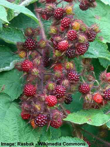 Japanese Wineberry (Rubus phoenicolasius)