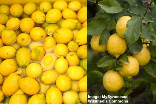 Sorrento og Siracusa citroner