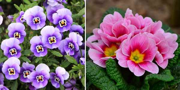 Types of Flowers, 60 Different Kinds of Common Flowers