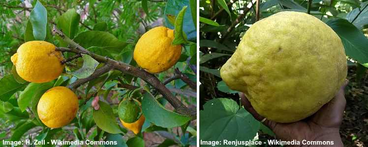 Is lemon green or yellow? - Quora