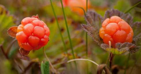 cloudberry picture