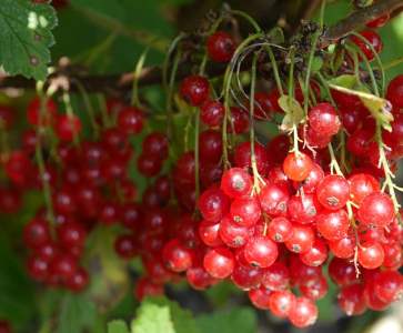 Cranberry (Vaccinium macrocarpon)