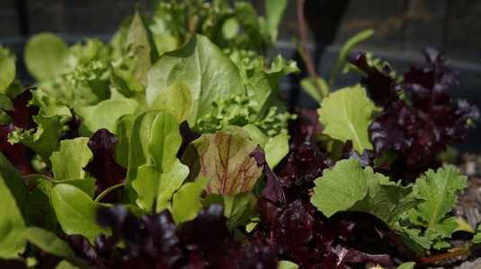 Types of vegetables: leafy vegetables