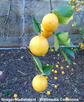: citrus limon x reticulata, vagy 