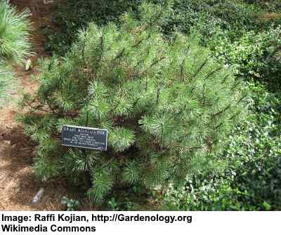 Dwarf Evergreen Trees For Your Garden, Types Of Pine Bushes For Landscaping