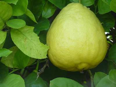 Citron ponderosa