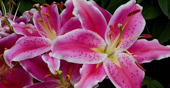 Perfume that smells discount like stargazer lilies