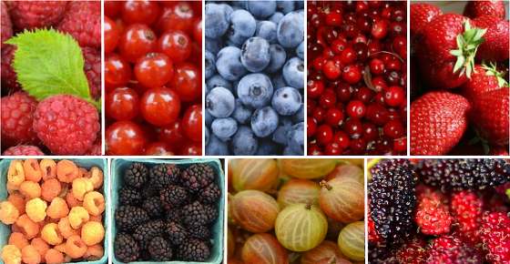 BERRIES MIX rare wild BERRY exotic edible fruit jam jelly sweet seed 15 seeds 