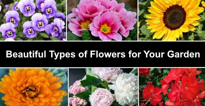 Obrázky-názvy typov záhradných rastlín